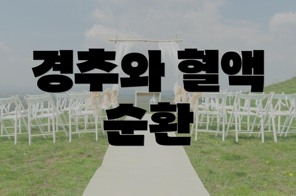 경추와 혈액 순환