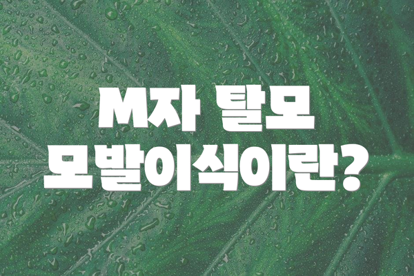 M자 탈모 모발이식이란?